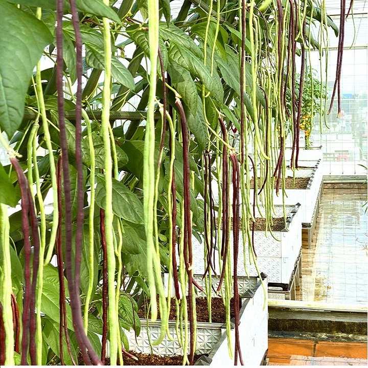 [Seeds] Hạt giống Đậu đũa leo xanh hoặc tím, đóng gói 10-20gr
