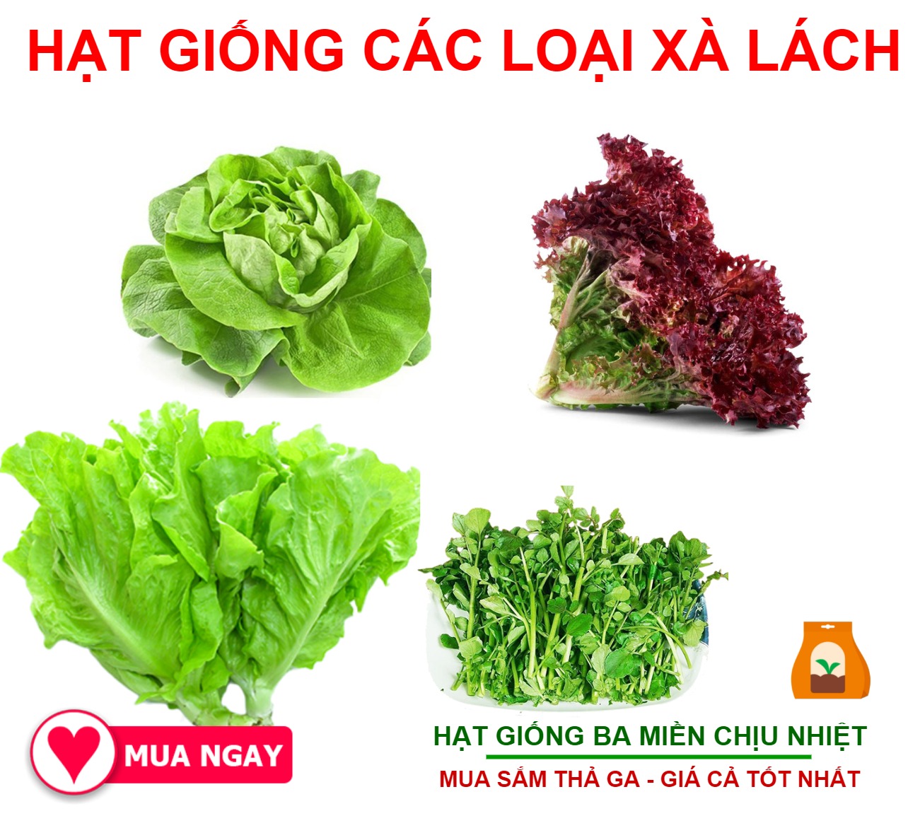 Combo 4 loại hạt giống xà lách, xà lách búp, xà lách chịu nhiệt, xà lách tím, xà lách xoong