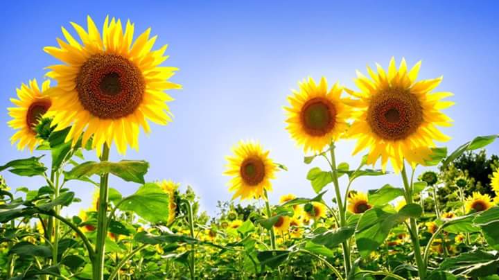 Tranh Hoa Hướng Dương Hàng Cao Cấp