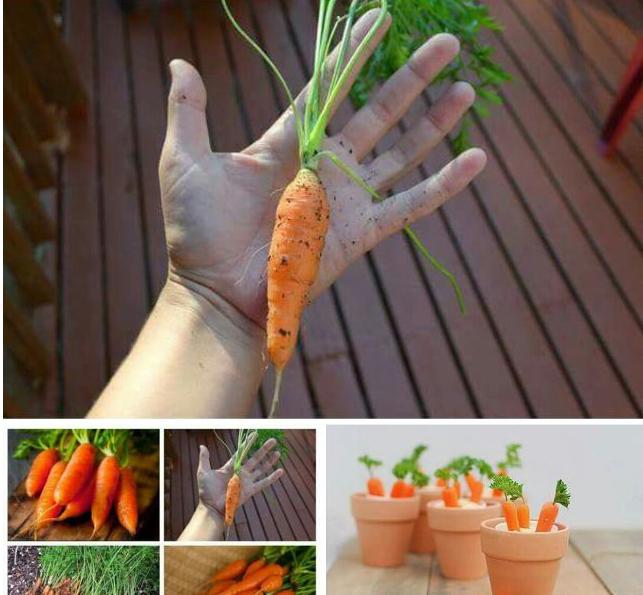 [HCM]Hạt Giống Cà Rốt : Cà Rốt MiNi  Hà Lan - KLT 40 Hạt .