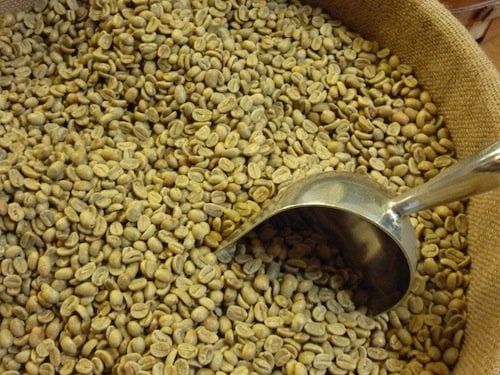 Cà phê Nhân Sống Robusta Chưa Rang