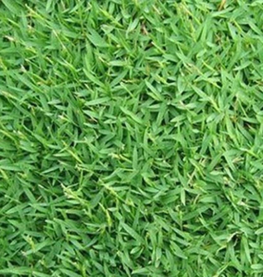 Hạt giống cỏ lá gừng thái lan - Gói 5g