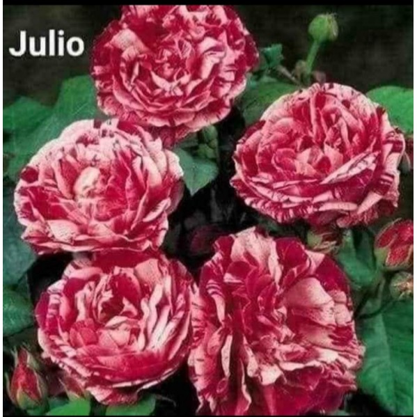 Cành Chiết Hồng Ngoại Julio