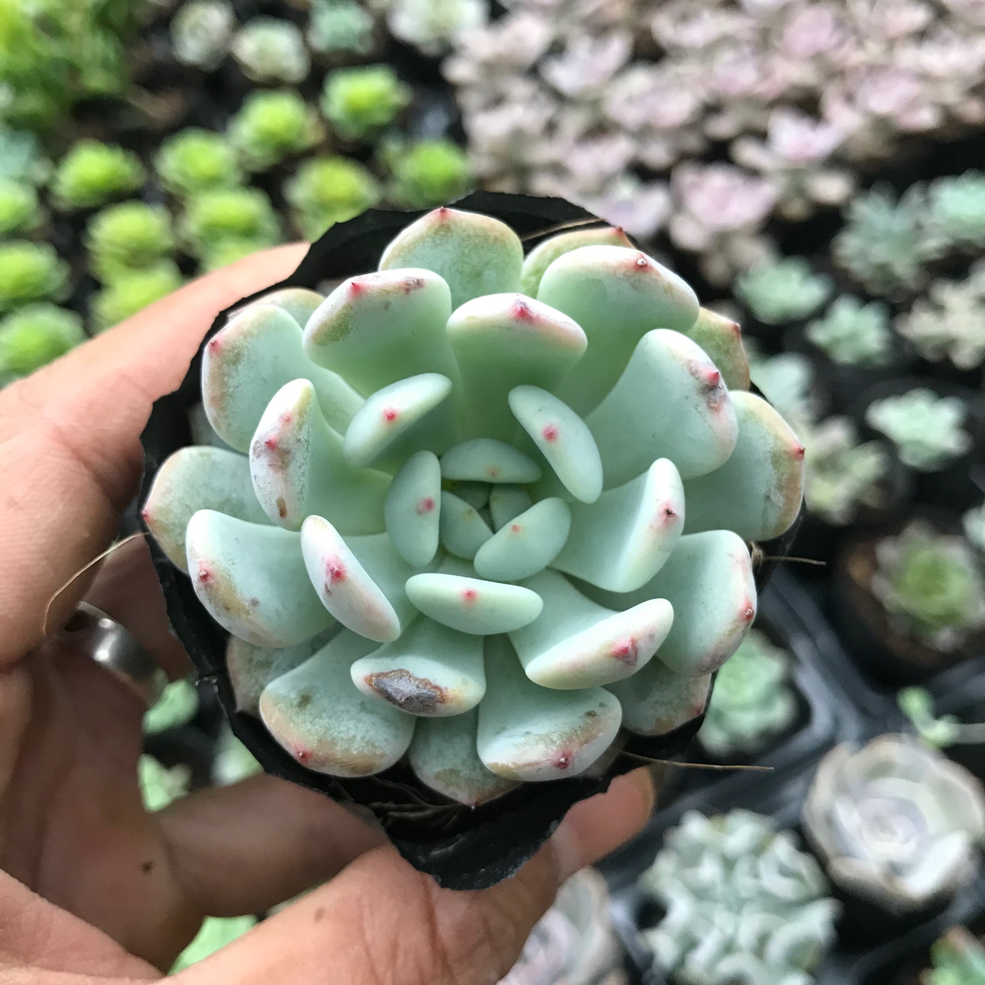 Sen đá ruby trắng, phù hợp để trang trí khách sạn, quán cà phê, bàn làm việc, góc học tập, cửa sổ