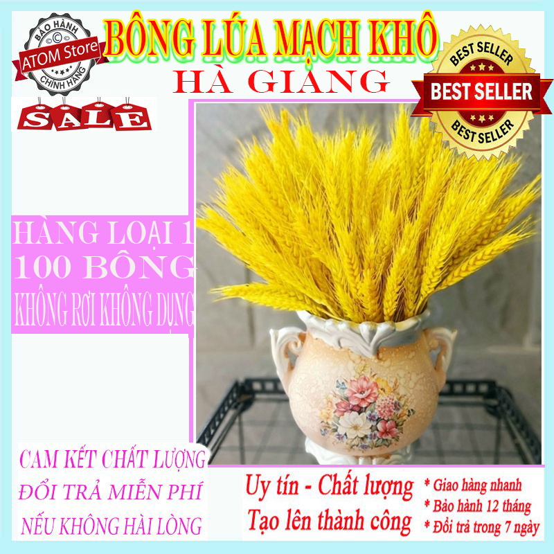 BÔNG LÚA MẠCH VÀNG HÀ GIANG TƯỢNG CHƯNG NGÀN NĂM. 100 Bông Vừa RẺ vừa ĐẸP lại vừa SANG !!! Ngàn Năm Sau Vẫn Chưa Tàn!!! Bông Lúa Mạch HÀ GIANG Biểu Tượng Cho Sự Ấm No Đầy Đủ, Màu Vàng Biểu Hiện Cho Sự Giàu Sang Phú Quý.