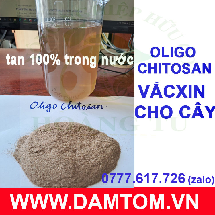 Phân oligo chitosan- dạng bột