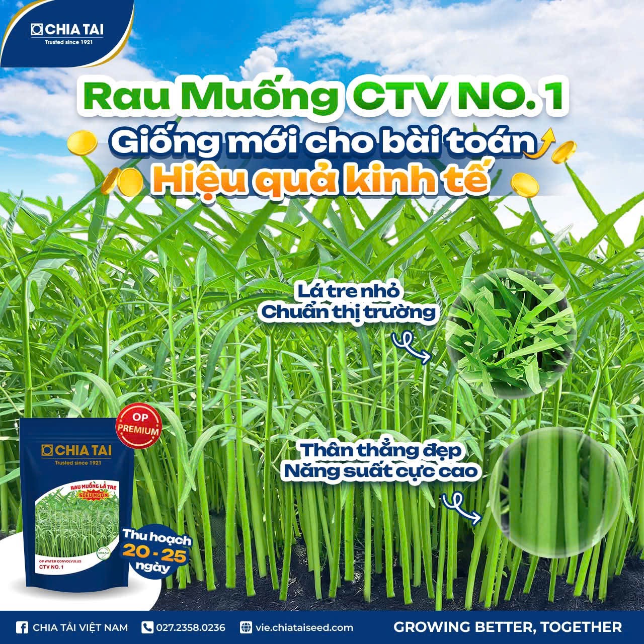 Hạt Giống Rau Muống Lá Tre Thái Lan CTV No.1 (Gói 1 Kg) - Sản phẩm chất lượng