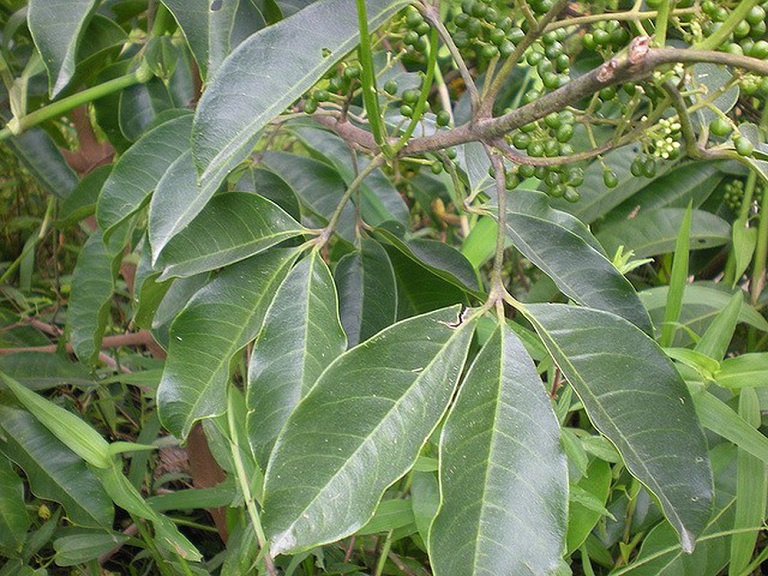 1kg cây ba chạc