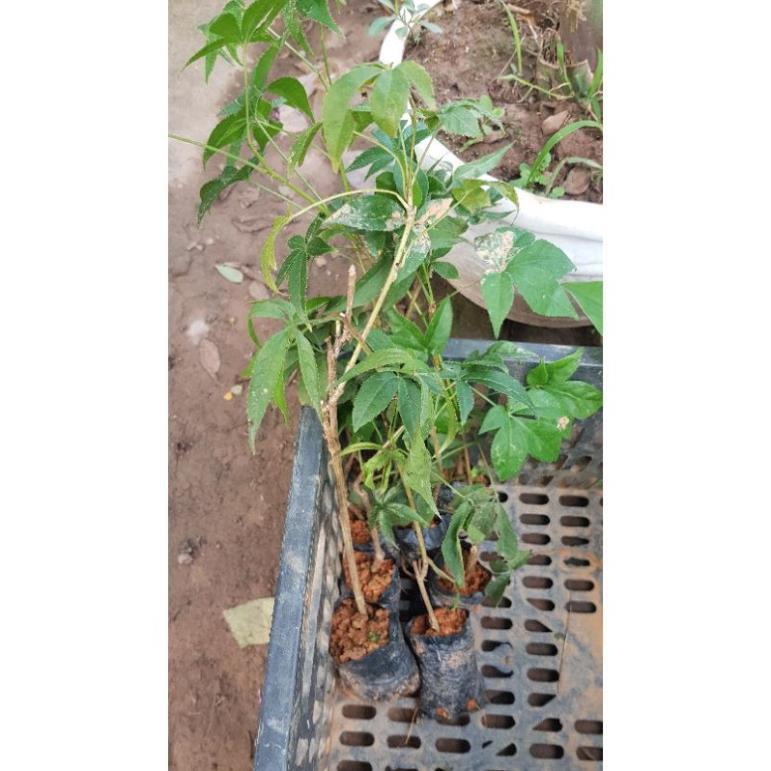 Cây ngũ gia bì gai chuẩn giống