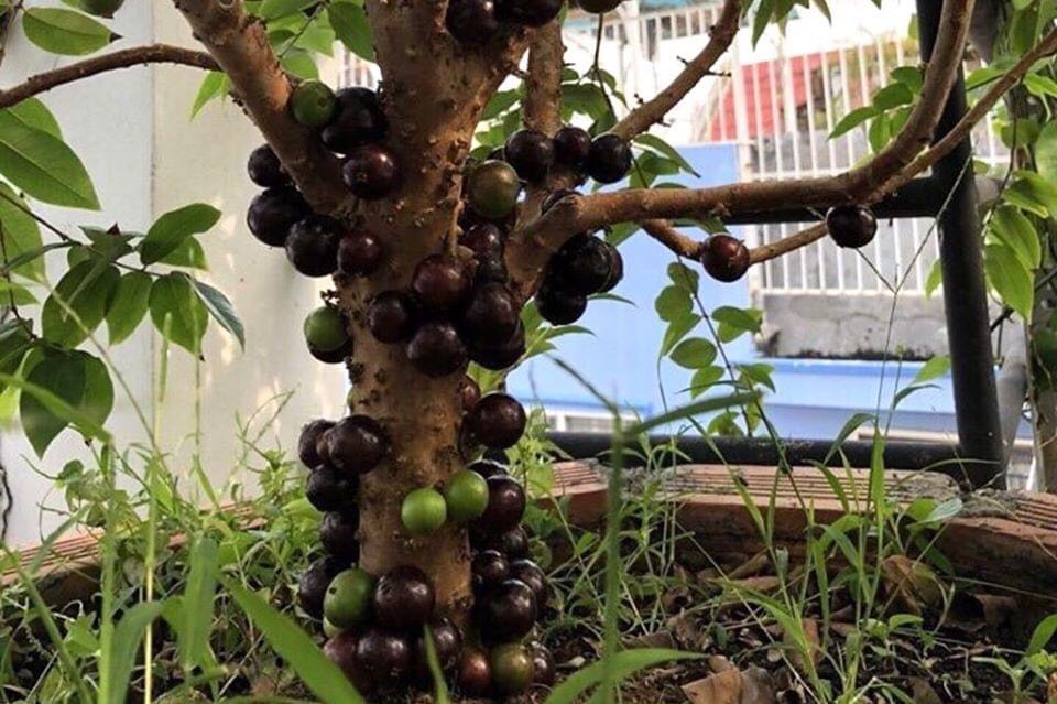 NHO THÂN GỖ TỨ QUÝ, CÂY GIỐNG CHO TRÁI QUANH NĂM