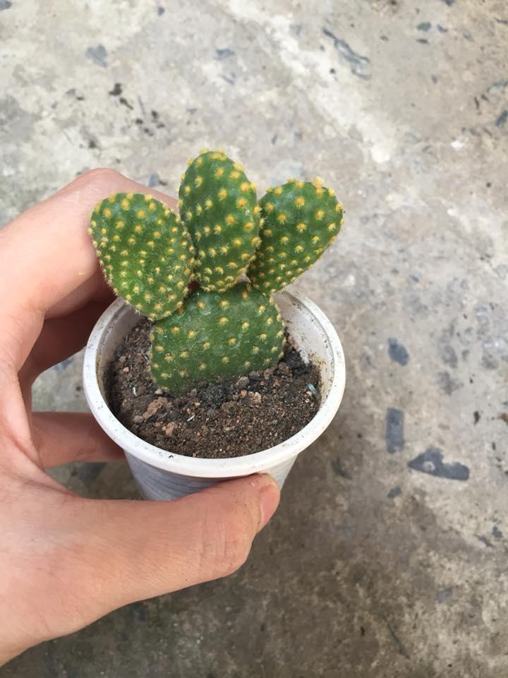 xương rồng tai thỏ ( không chậu )