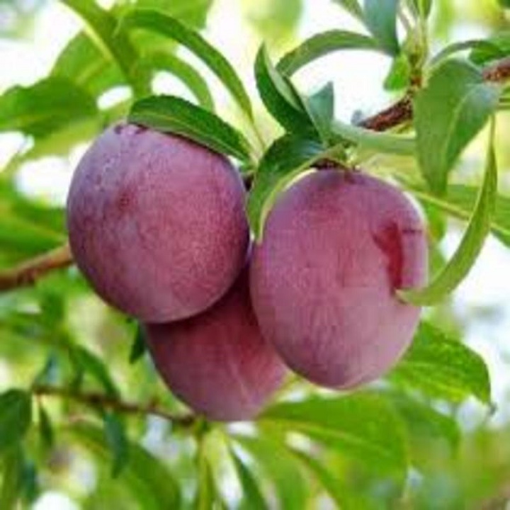 Cây giống mận hậu chuẩn giống f1