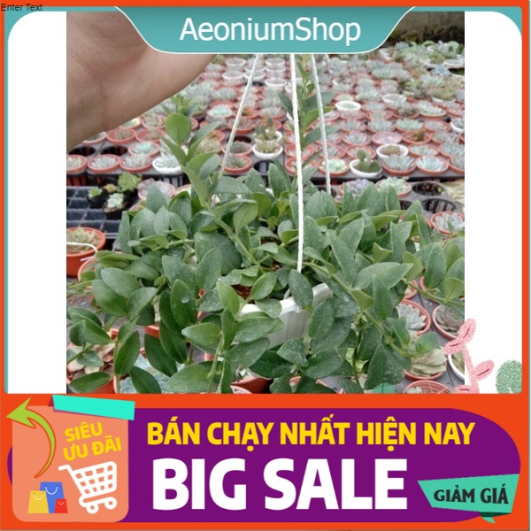 Cây lan son môi chậu treo xuất xứ đà lạt, lỗi 1 đổi 1