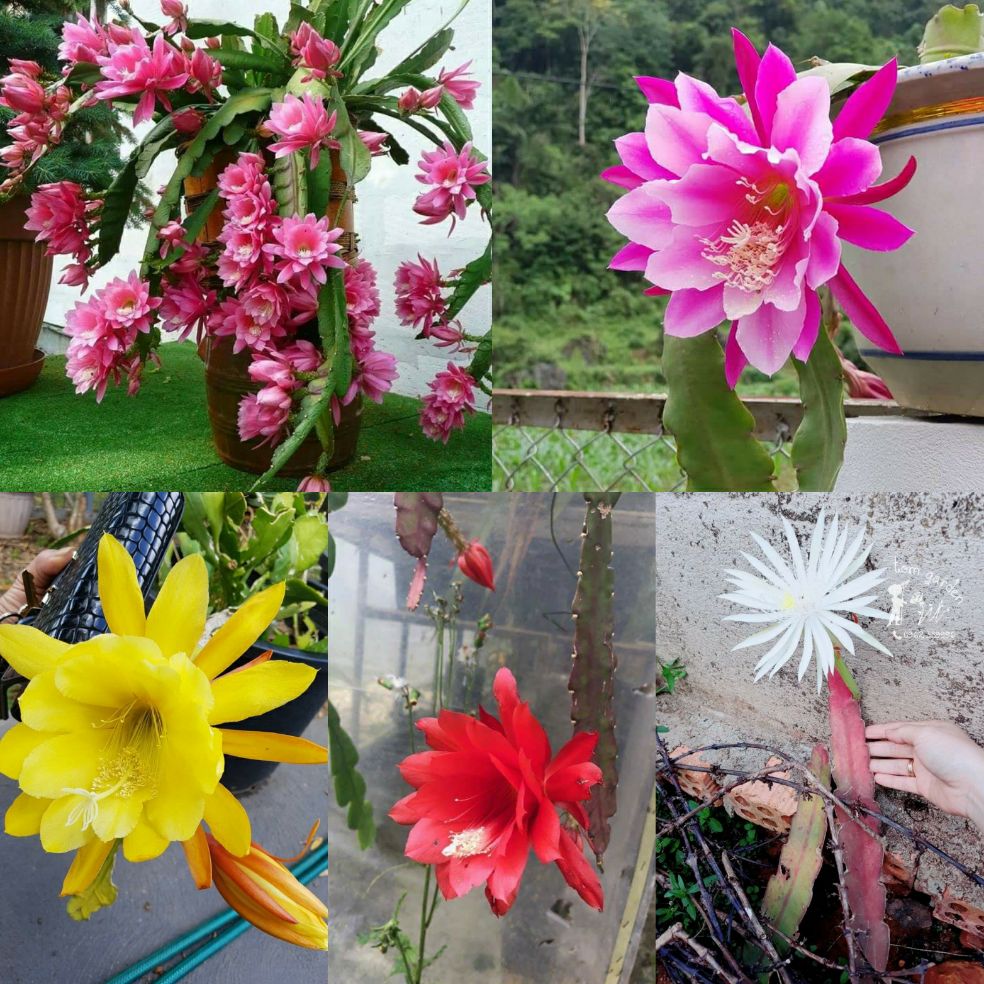 1 set 4 lá nhật quỳnh 4 màu - Hoa quỳnh nở ngày