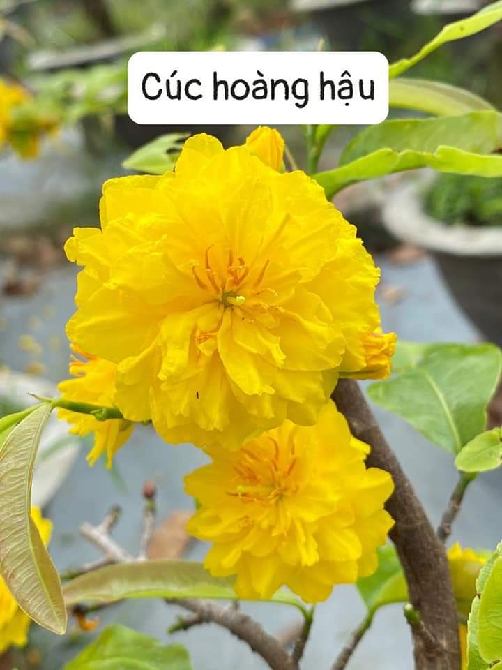 Combo 2 Cây Cúc Hoàng Hậu ( Cúc Nữ Hoàng )