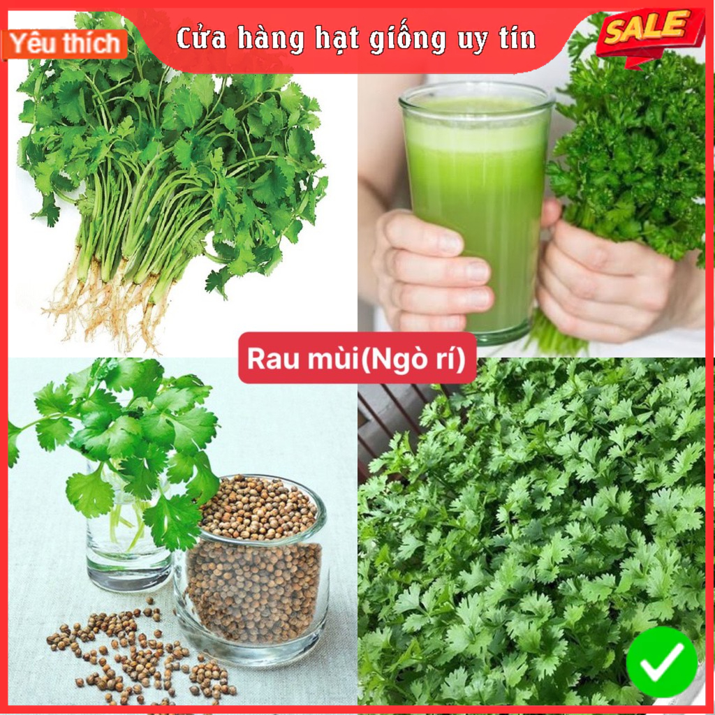 Hạt giống rau ngò rí -Gói 20gram