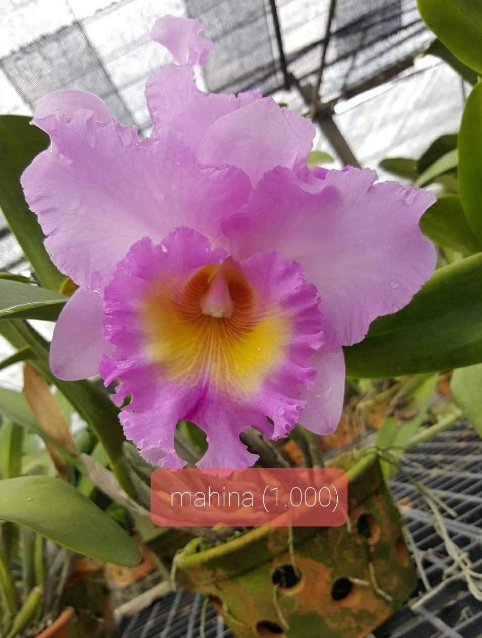 Hoa lan Cattleya Mahina chậu cây trưởng thành, nhiều thân
