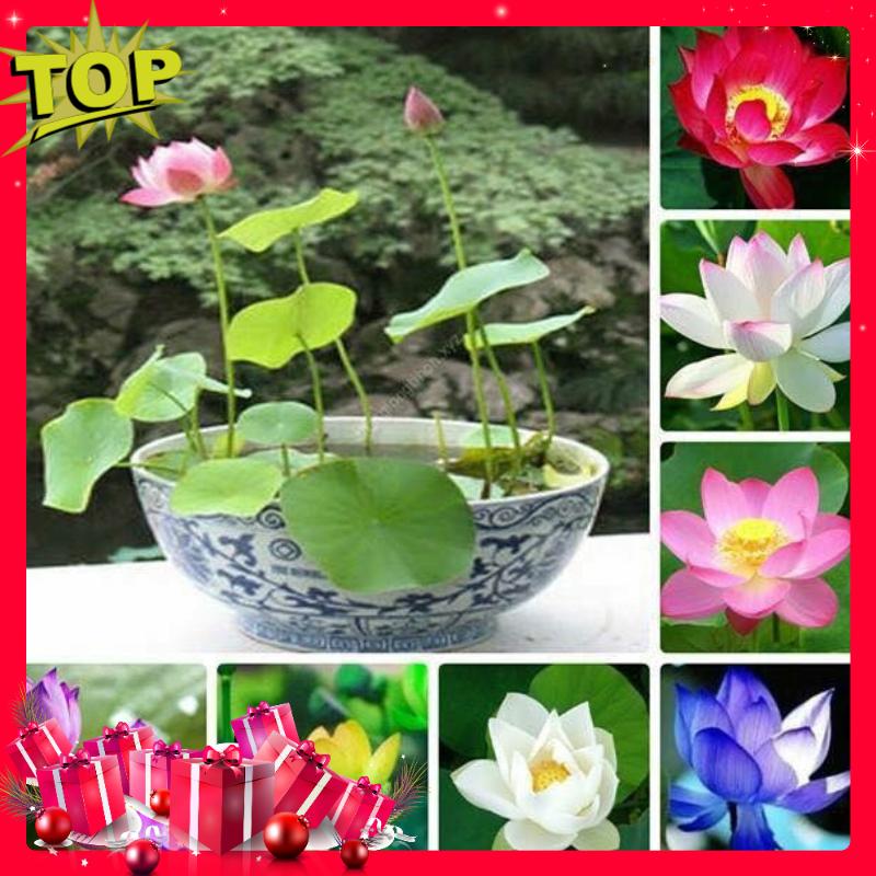 Bộ 03 Gói Hạt Giống Sen Nhật Mini Đã Cắt Đầu Hạt - Nảy Mầm Cực Chuẩn