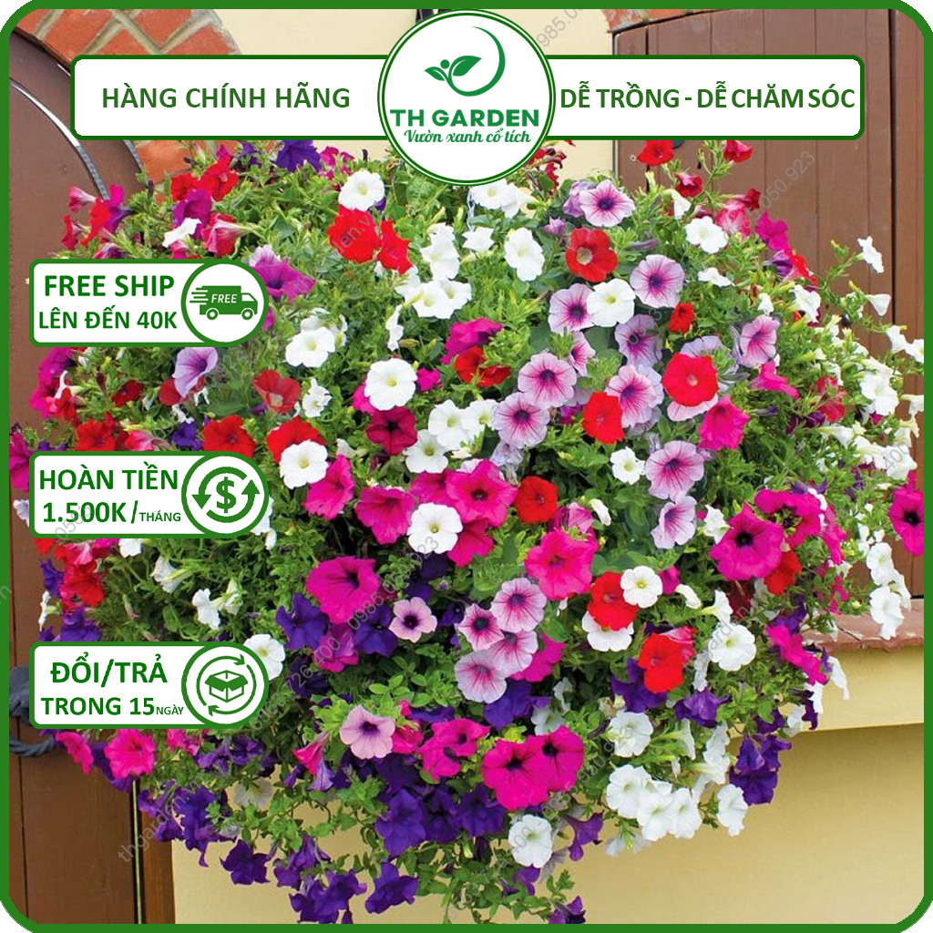 Hạt Giống Hoa Dạ Yến Thảo TH Garden - Hạt Giống Dễ Trồng Dễ Chăm Sóc, Hoa Thơm, Bền Màu, Lâu Tàn