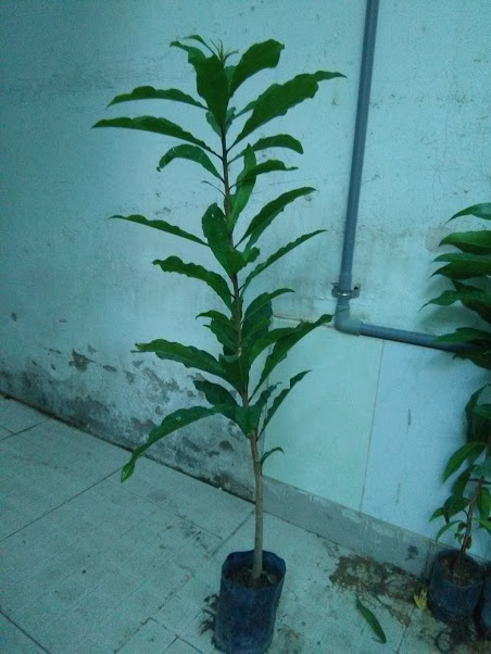 Combo of 3 Red-Flowered Sesame Plants, 70-80cm Tall Giá 255,000 Đồng*Miễn phí vận chuyển