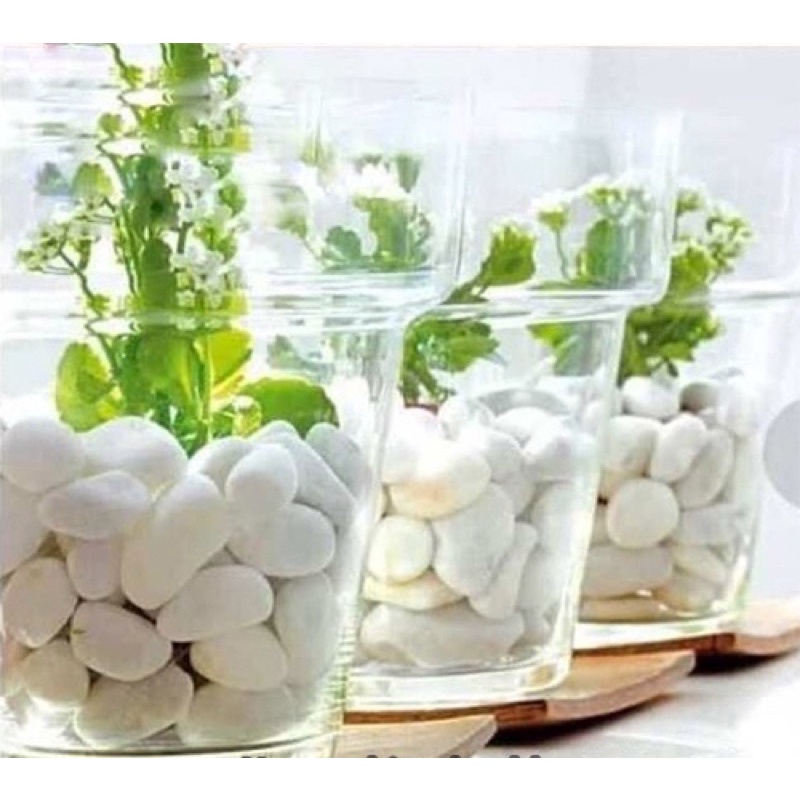 1 kg đá sỏi trắng lớn trang trí chậu cây, hồ cá, sân vườn