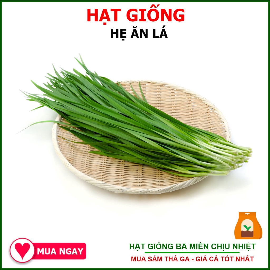 1gram hạt giống hẹ lá duyên hải