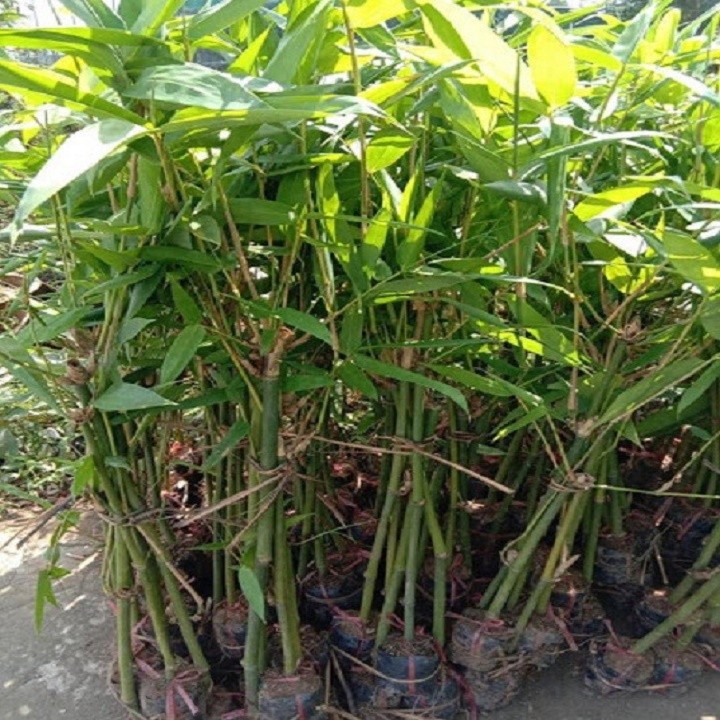 Cây giống măng bát độ, giống năng suất cao