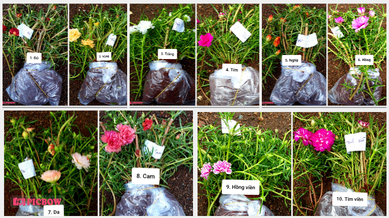 Combo 5 bó Hoa 10 giờ Thái. Giá rẽ chỉ #115k, 1 bó 50 cây. Đủ 10/15 màu: 1.Đỏ/2.Vàng/3.Trắng/4.Tím/5.Nghệ/ 6.Hồng/7.Da/8.Cam/9.HồngViền/10.TímViền/ 11.CamĐất/12.TrắngViền(đơn)/13.TímViền(đơn)/14.VàngChanh/15.TrắngViền