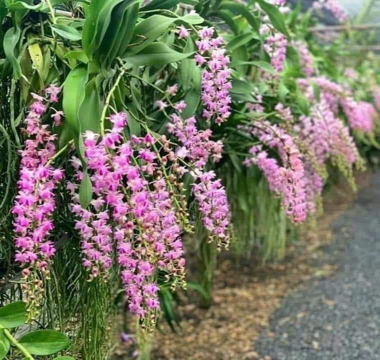 Cây giống giáng hương kuki HỒNG