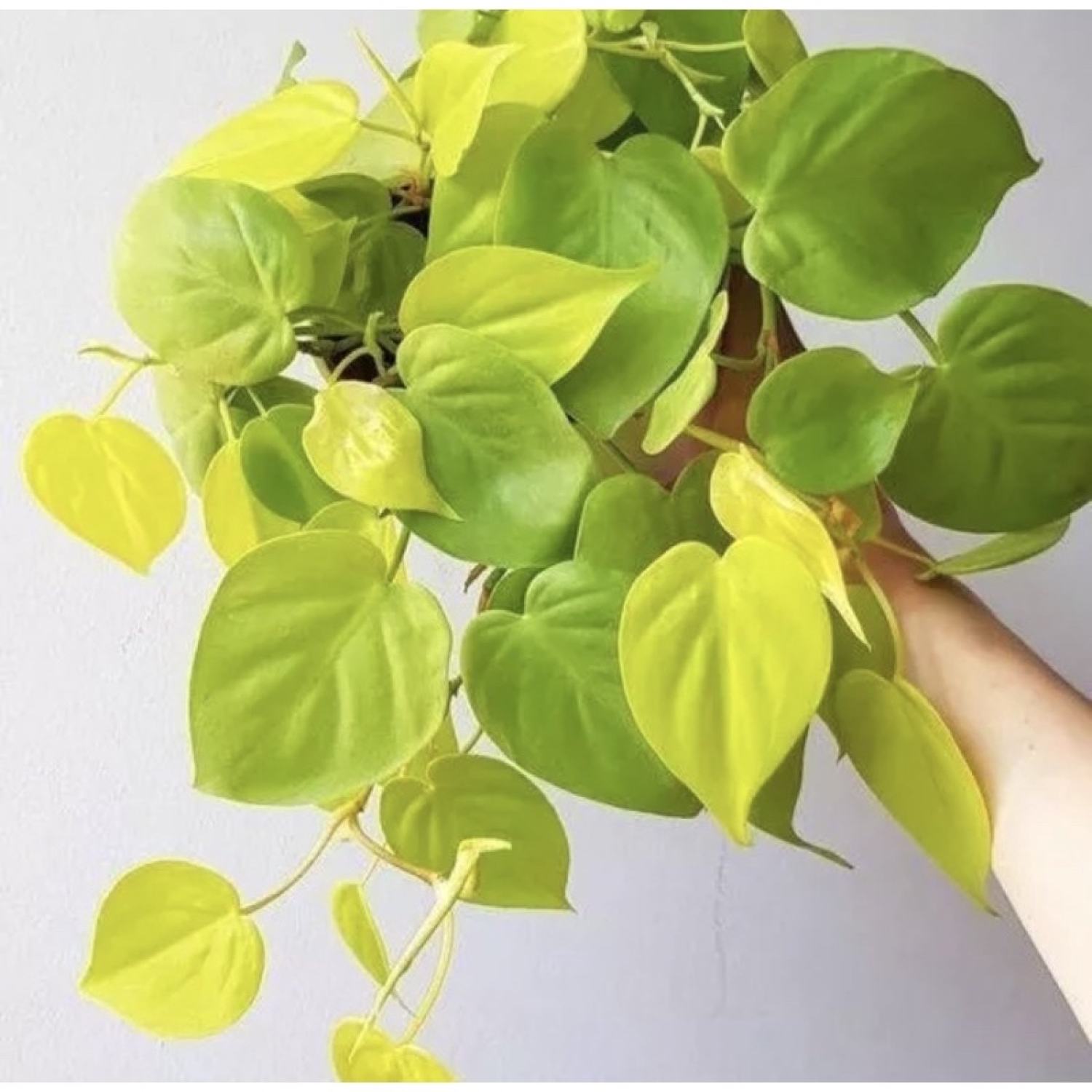 Trầu bà Philodendron Hederaceum 'Lemon Lime