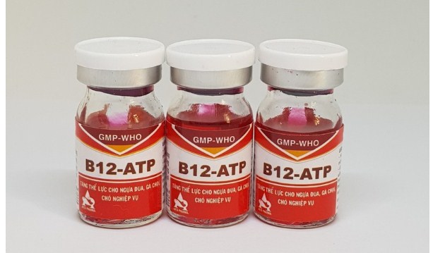 [HCM][ COMBO 3 lọ] B12 ATP Thuốc nuôi tăng bo tăng thể lực hồi phục nhanh sau bệnh và sau mỗi trận chiến cho gà đá - lọ 5ml