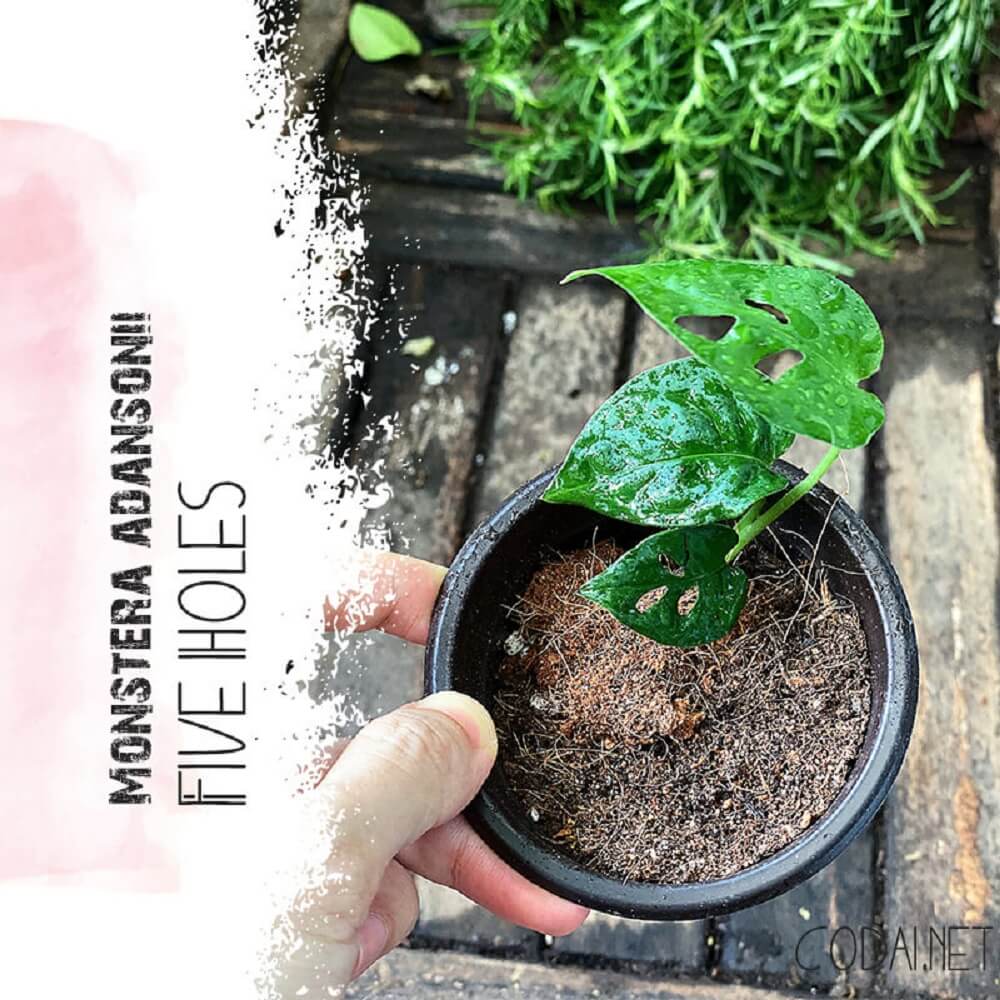 Cây giống Monstera adansonii Five Holes chậu nhựa