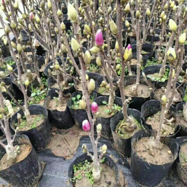 Cây hoa mộc lan - Cây đang nụ cam kết cây gửi đi y hình
