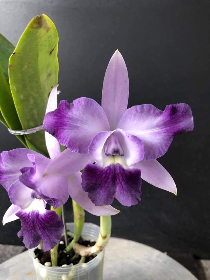 Cattleya- angle kiss- chậu trưởng thành