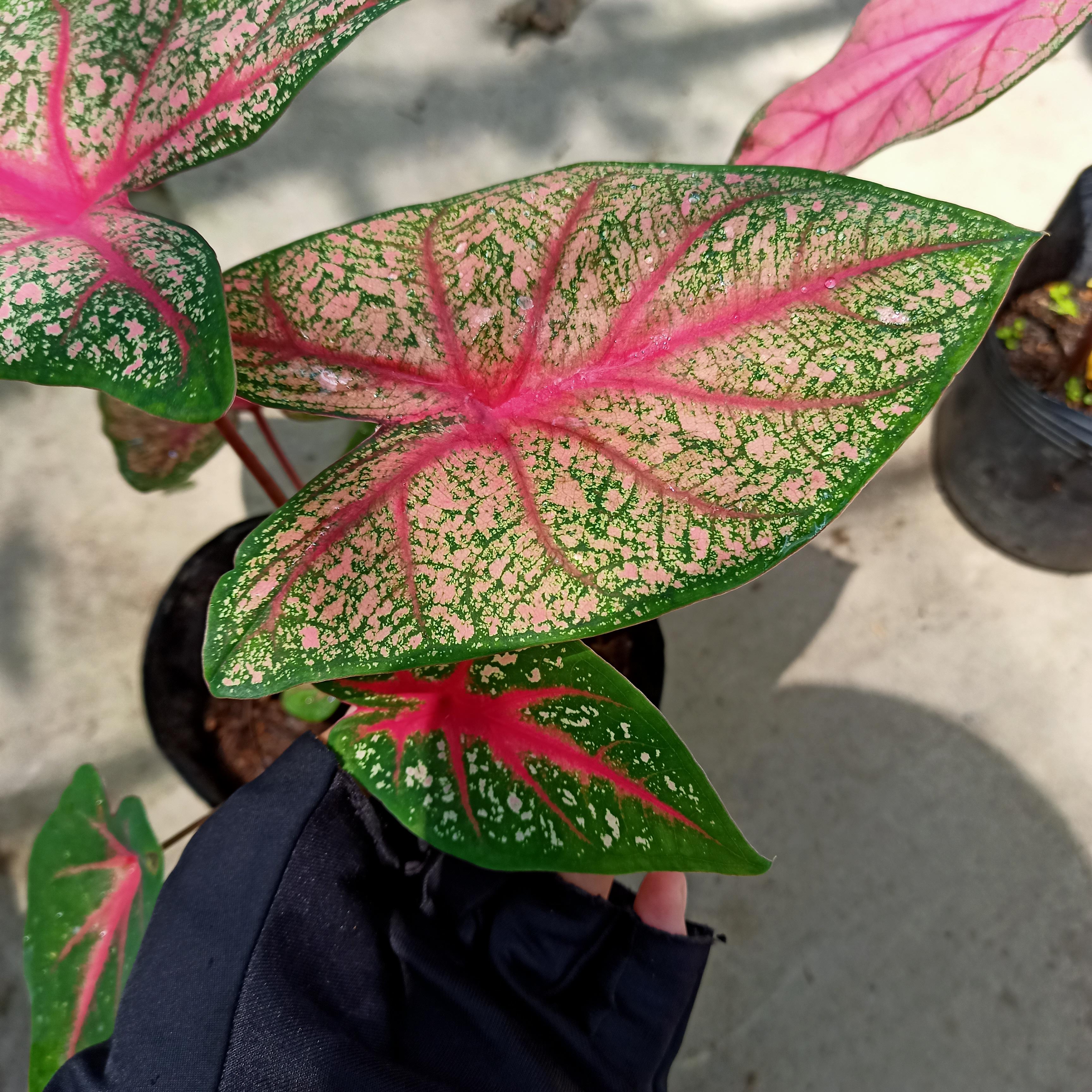 Chậu cây môn kiểng- Caladium bicolor angle wings - Summer Garden