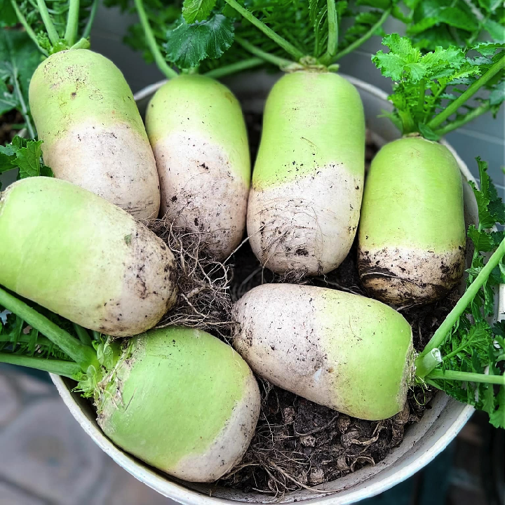 Hạt giống củ cải trắng Hàn Quốc