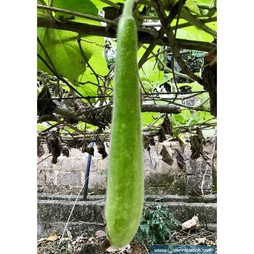 Hạt giống bầu sao f1