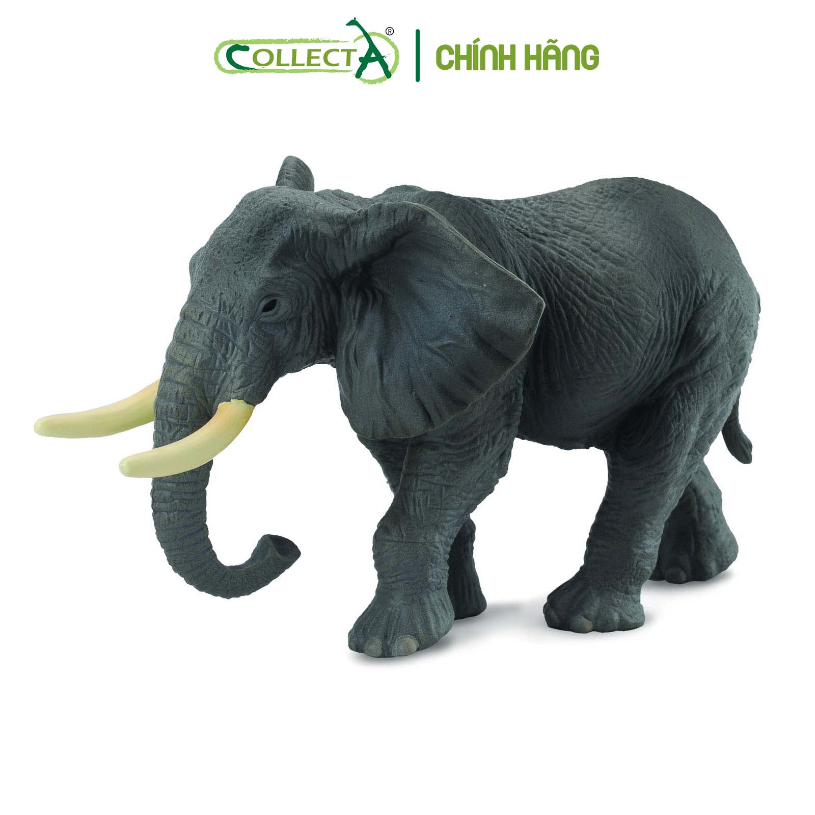 Đồ chơi mô hình động vật CollectA Voi Châu Phi - African Elephant