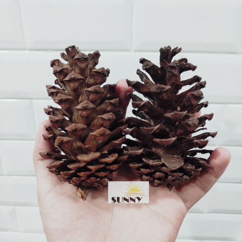 Quả Thông Thiên Nhiên Mài Răng, Decor Chuồng Cho Hamster/Sóc