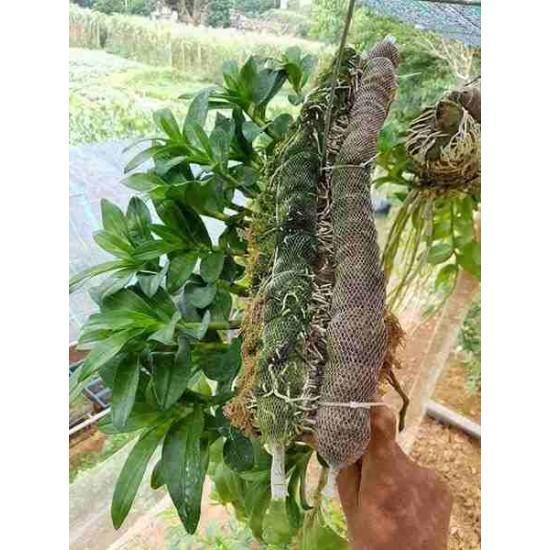 Combo 10 Túi Phân Dê Đã Xử Lý nấm tricho, Phơi Khô, Đóng Túi Lưới 20cm
