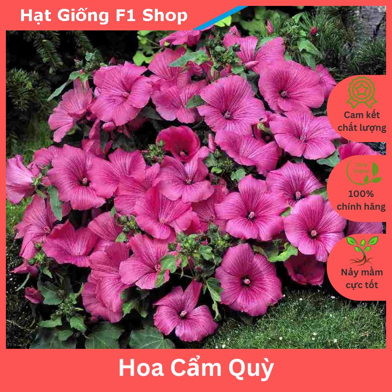 Hạt Giống Hoa Cẩm Quỳ Màu Hồng Cho Hoa Quanh Năm (060.F1)