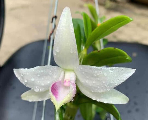 Phi điệp gái nhảy hàng giống chậu 1 thân