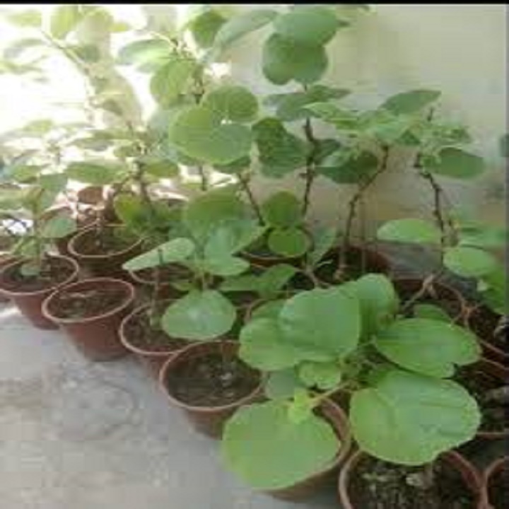 Cây giống kiwi leo giàn ruột xanh dòng quả sớm, cam kết chuẩn giống f1