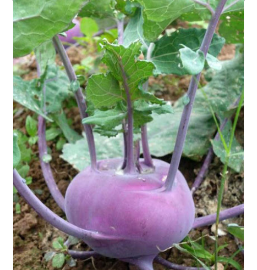 0.5gr hạt su hào tím