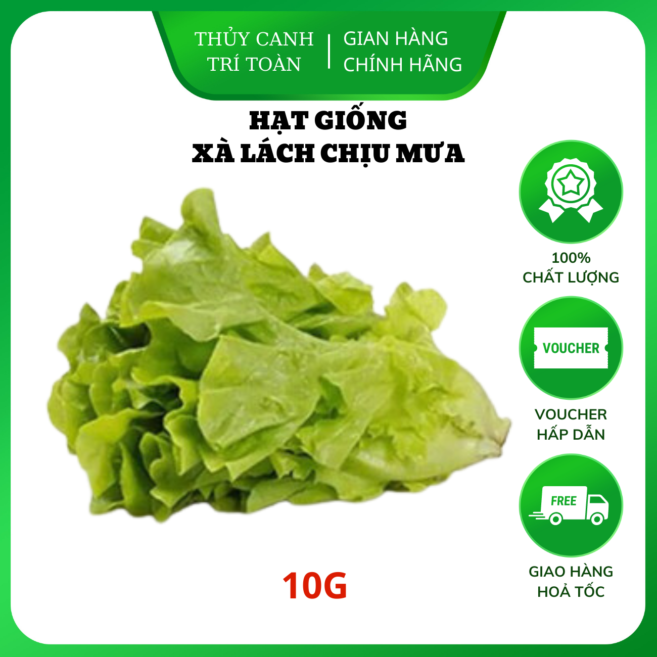 Hạt giống Xà Lách Chịu Mưa trồng quanh năm, nhanh thu hoạch - Hạt giống Rạng Đông