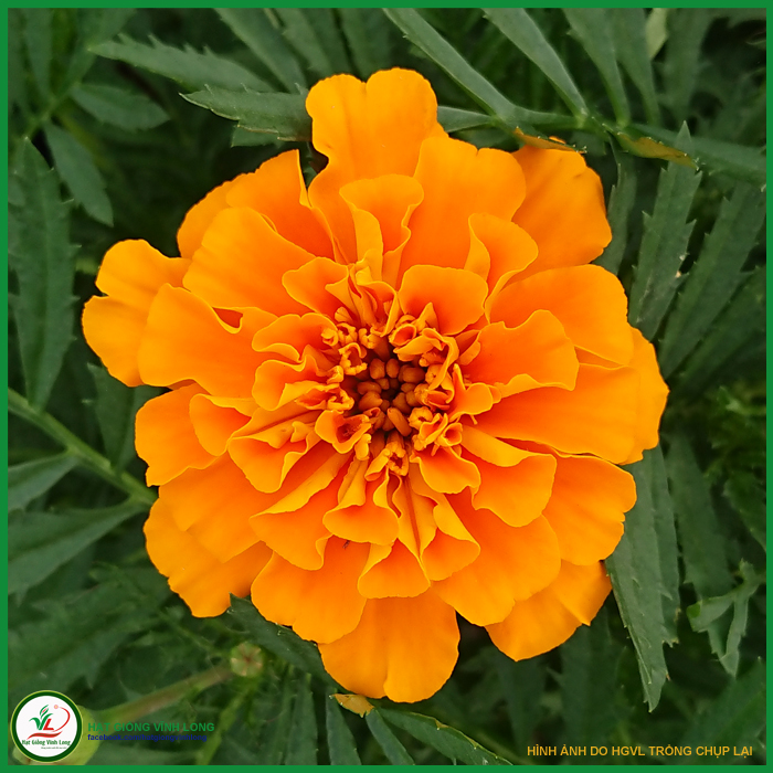 Hạt giống hoa Cúc Vạn thọ Pháp màu cam - 10 hạt