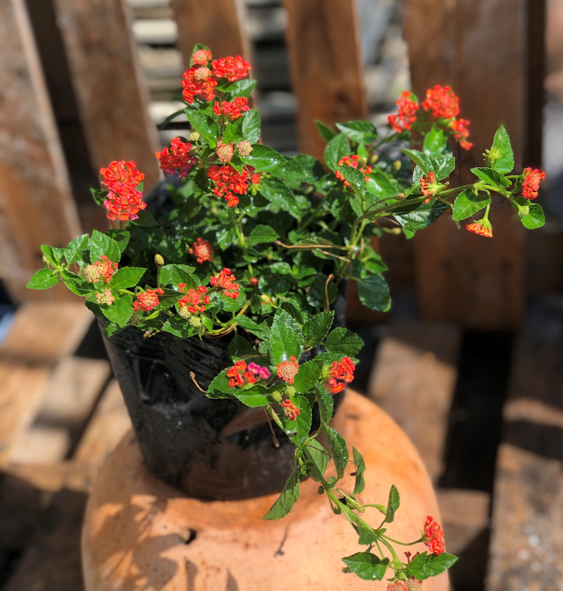 Chậu hoa Ngũ Sắc màu đỏ cờ