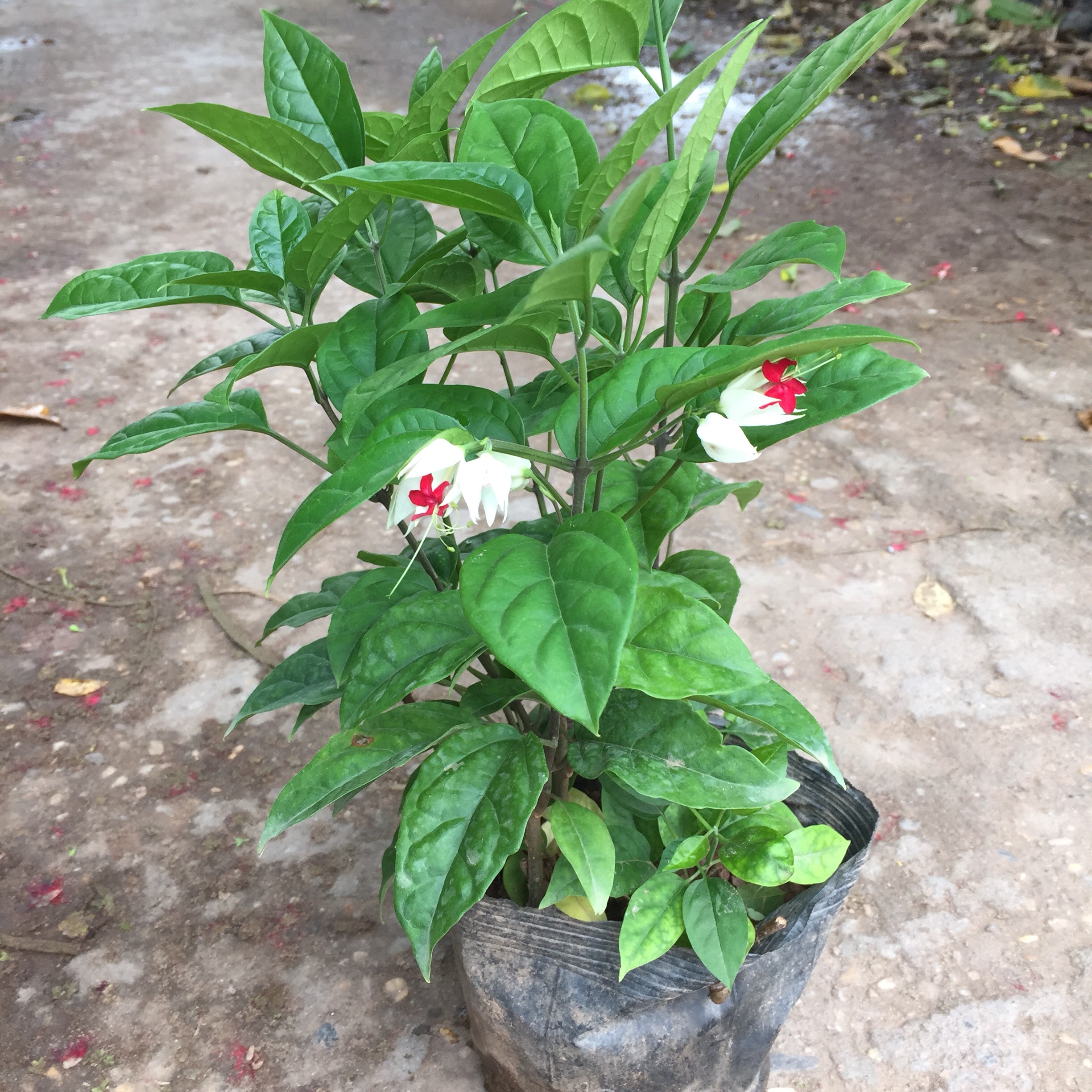 Cây ngọc nữ trồng bịch đen, cây cao 25-30cm nhiều nhánh sum suê hoa nở đẹp, cây thích hợp trang trí sân vườn