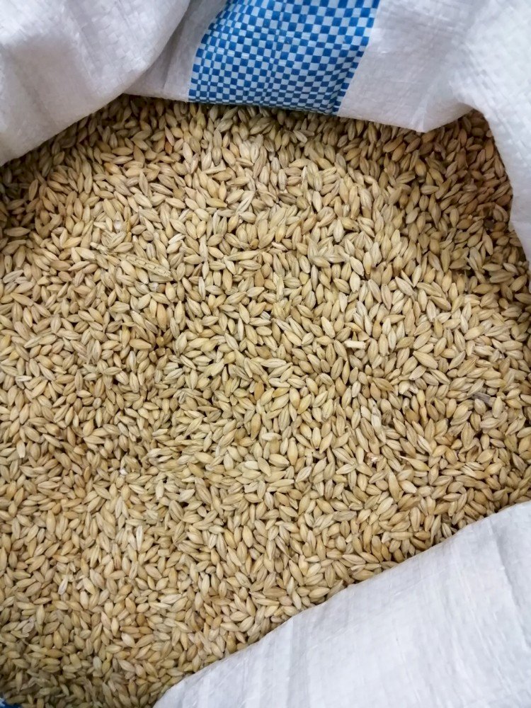 Đại mạch thức ăn dinh dưỡng dành cho gà đá, chim cảnh, thú cưng hamster, bọ..1kg.
