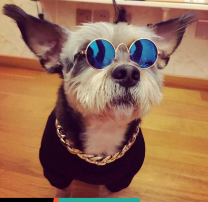 Vòng cổ mạ vàng cho chó mèo- vòng cổ rich kid cho boss